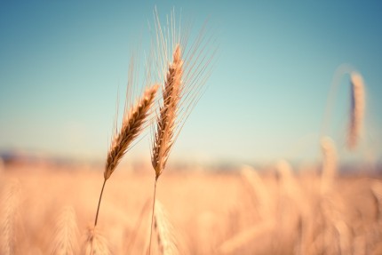 wheat.jpg