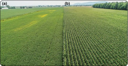 glyphosate.jpg